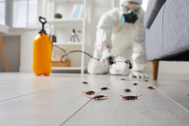 Commercial Rodent Management in Bonny Doon